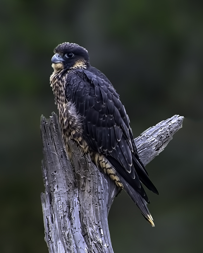 Juvenile Peregrin Falcon.jpg