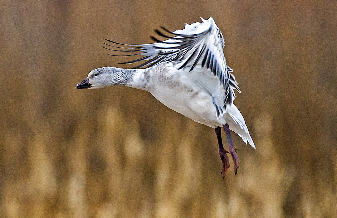 Juvenile Snow Goose.jpg