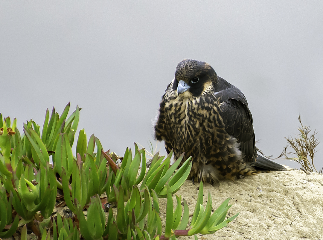 Juvinile Peregrin Falcon.jpg