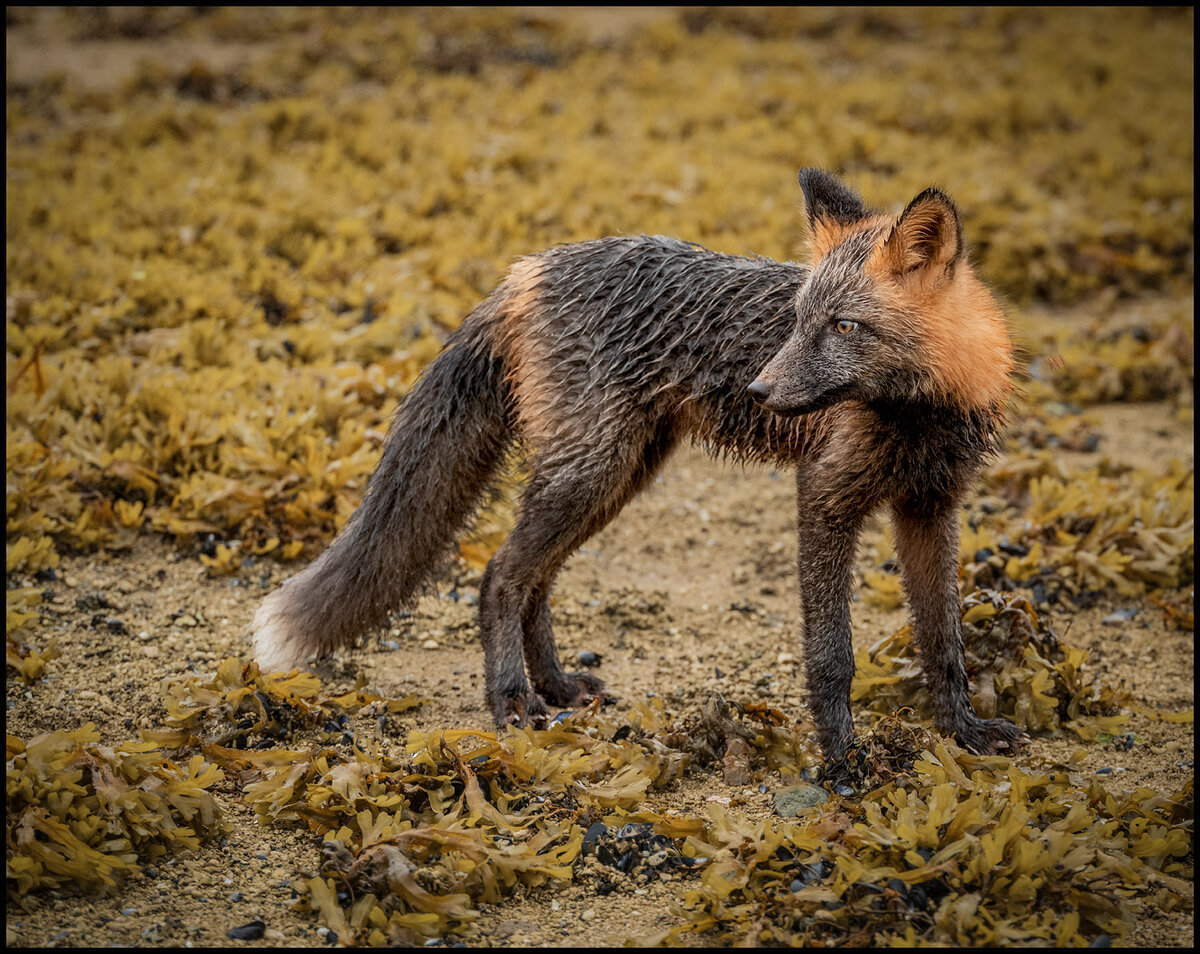 KatmaiFox2.jpg