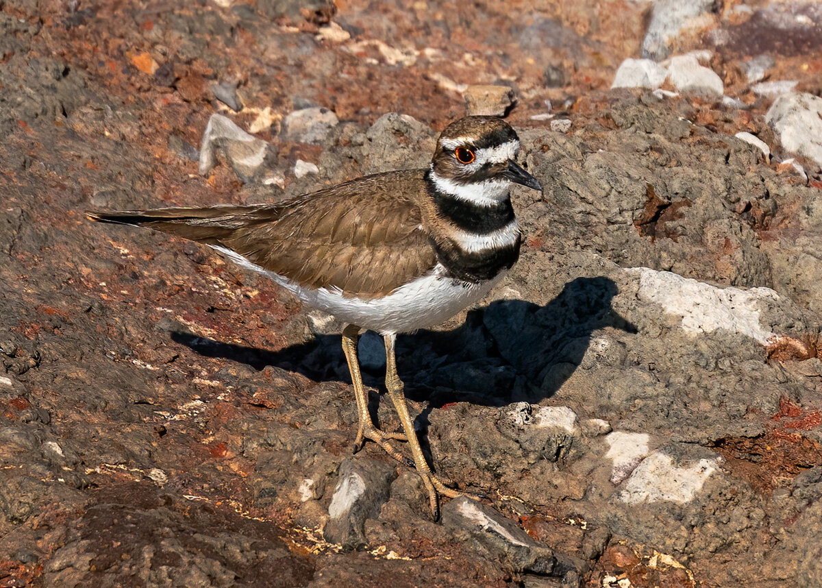 Killdeer-1861-Edit.jpg