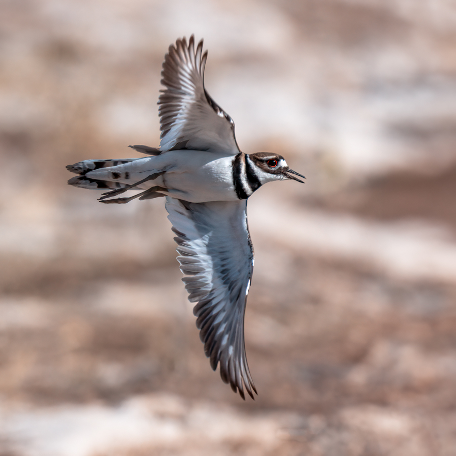 Killdeer-.jpg