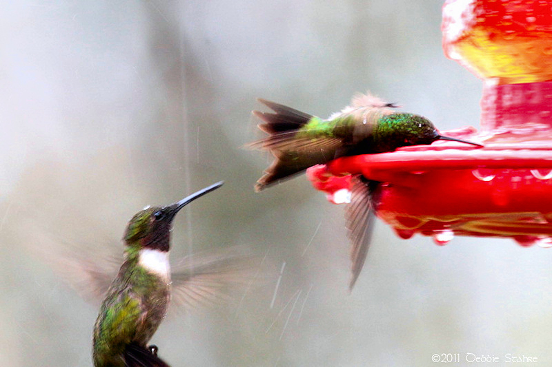 Killer Hummer | Focal World