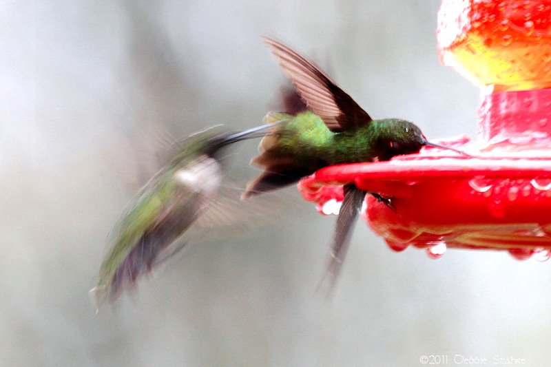 Killer Hummer | Focal World