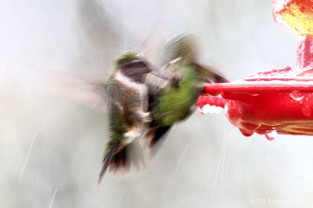 Killer Hummer | Focal World
