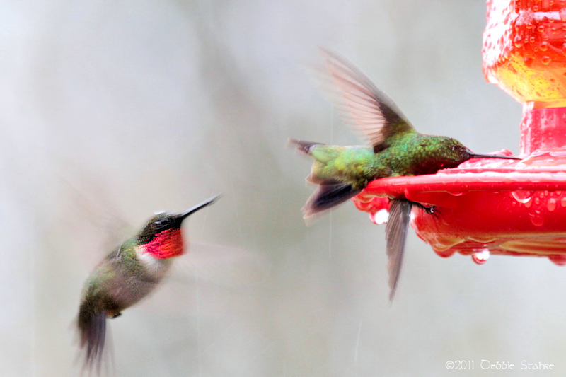 Killer Hummer | Focal World