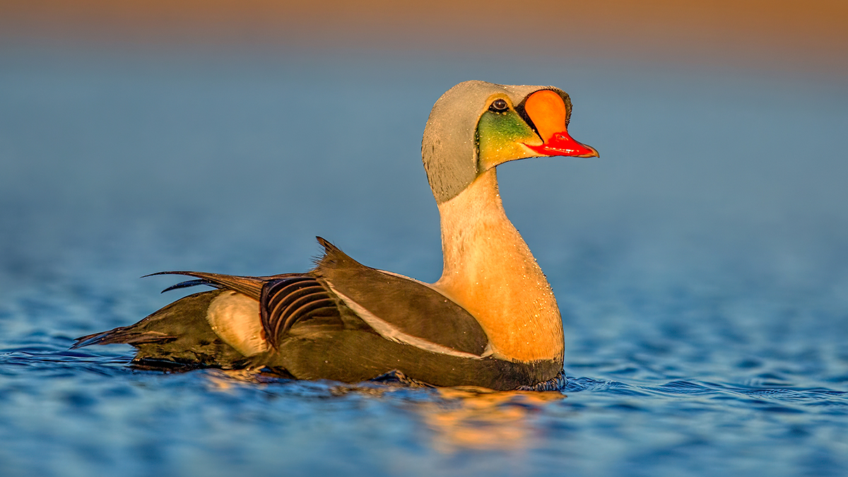 king Eider.jpg