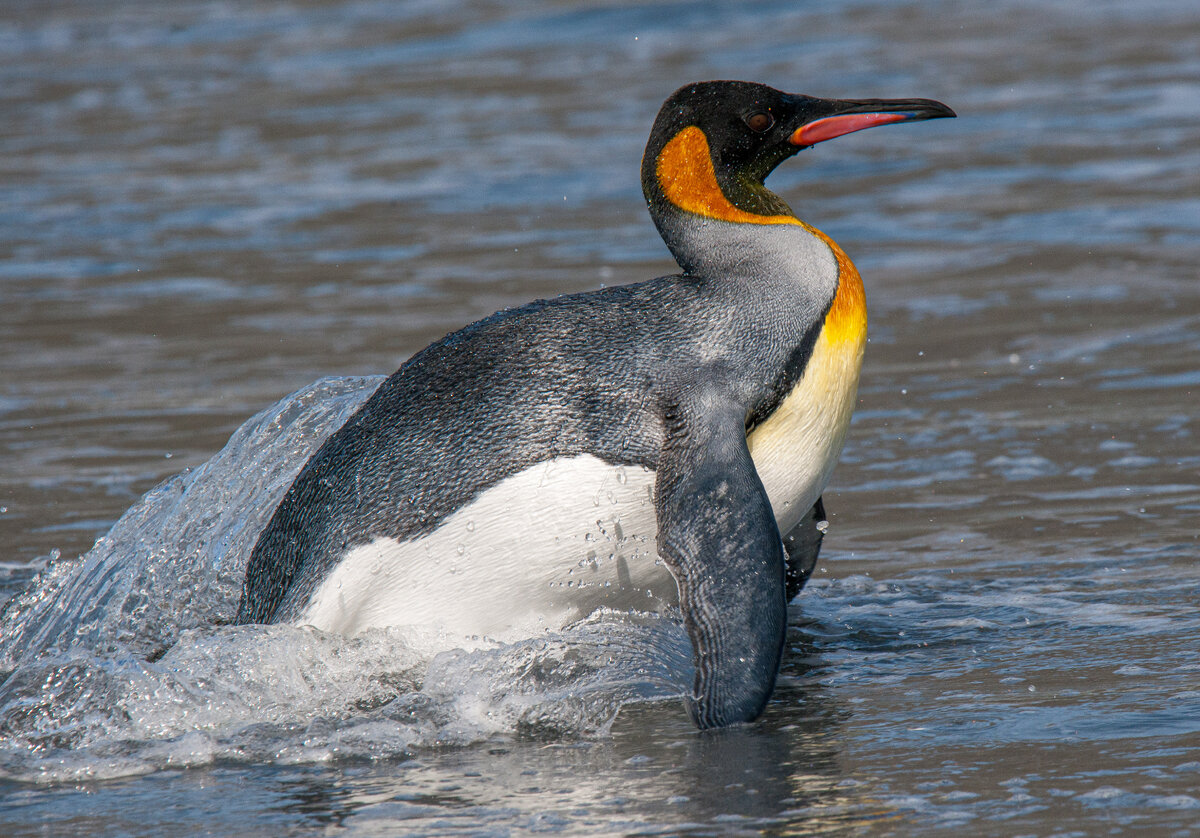King Penguin swimming.jpg