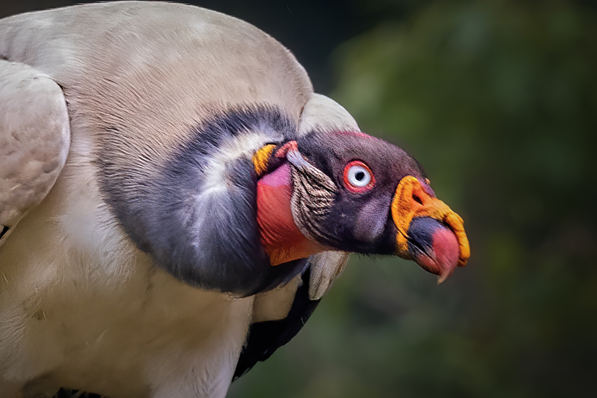 King Vulture headshot.jpg