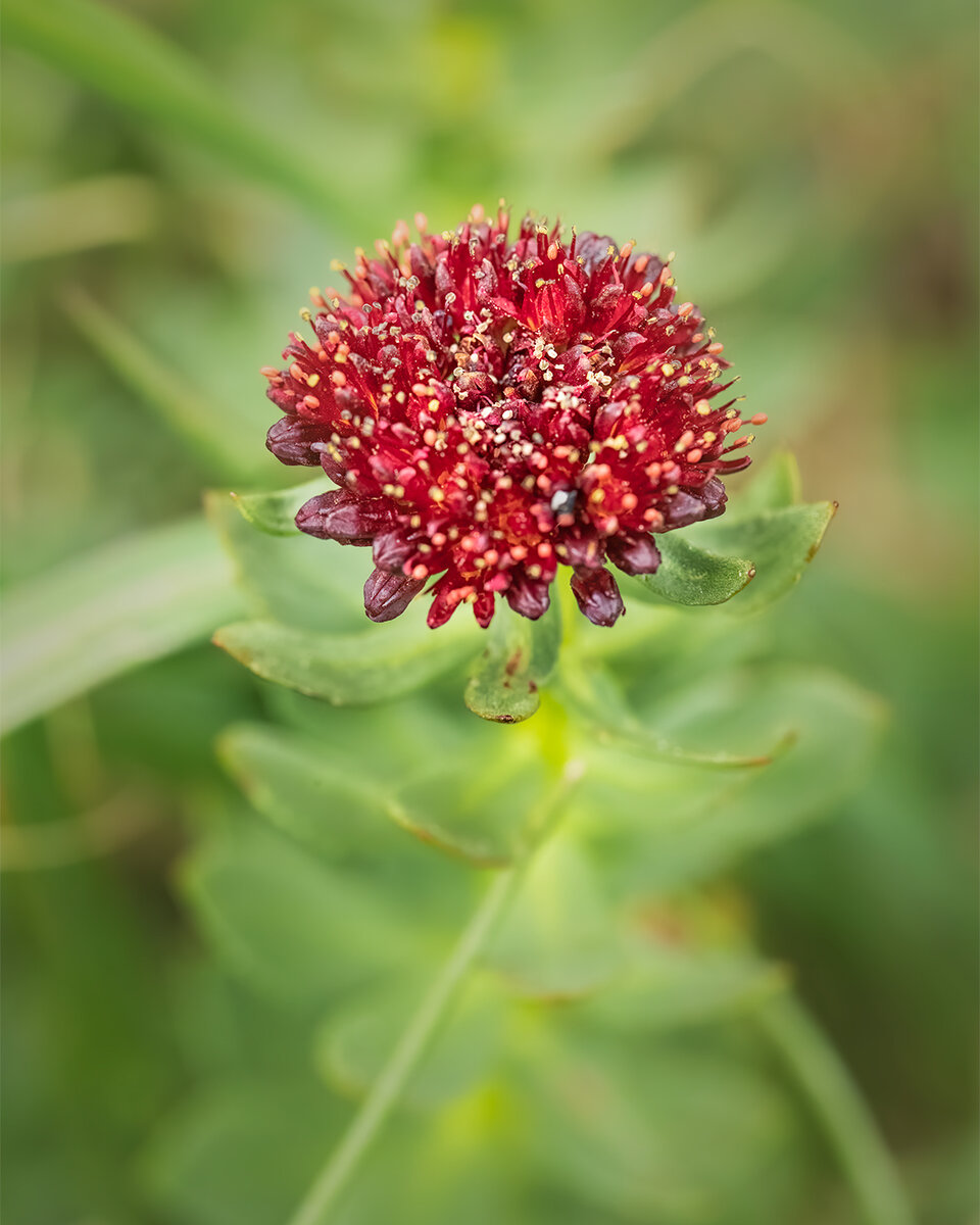 KingsCrowncrop.jpg