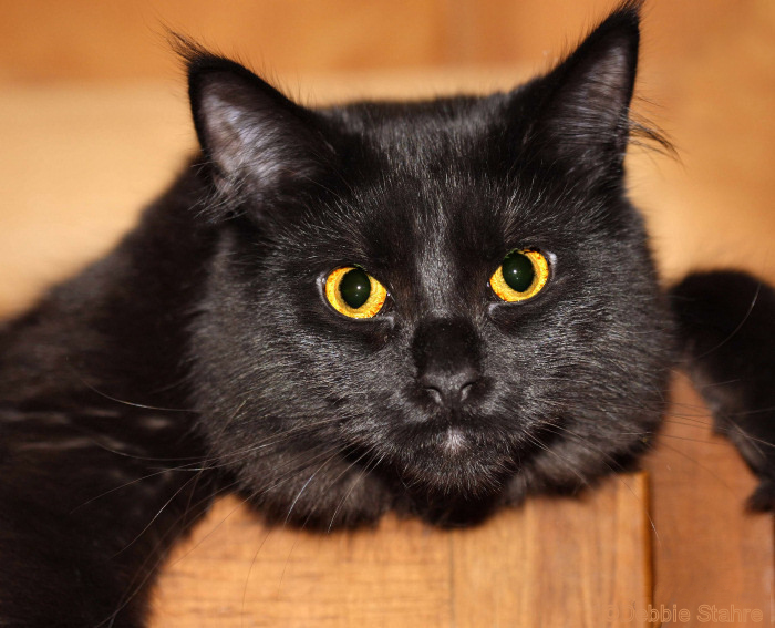 Kitty1.jpg