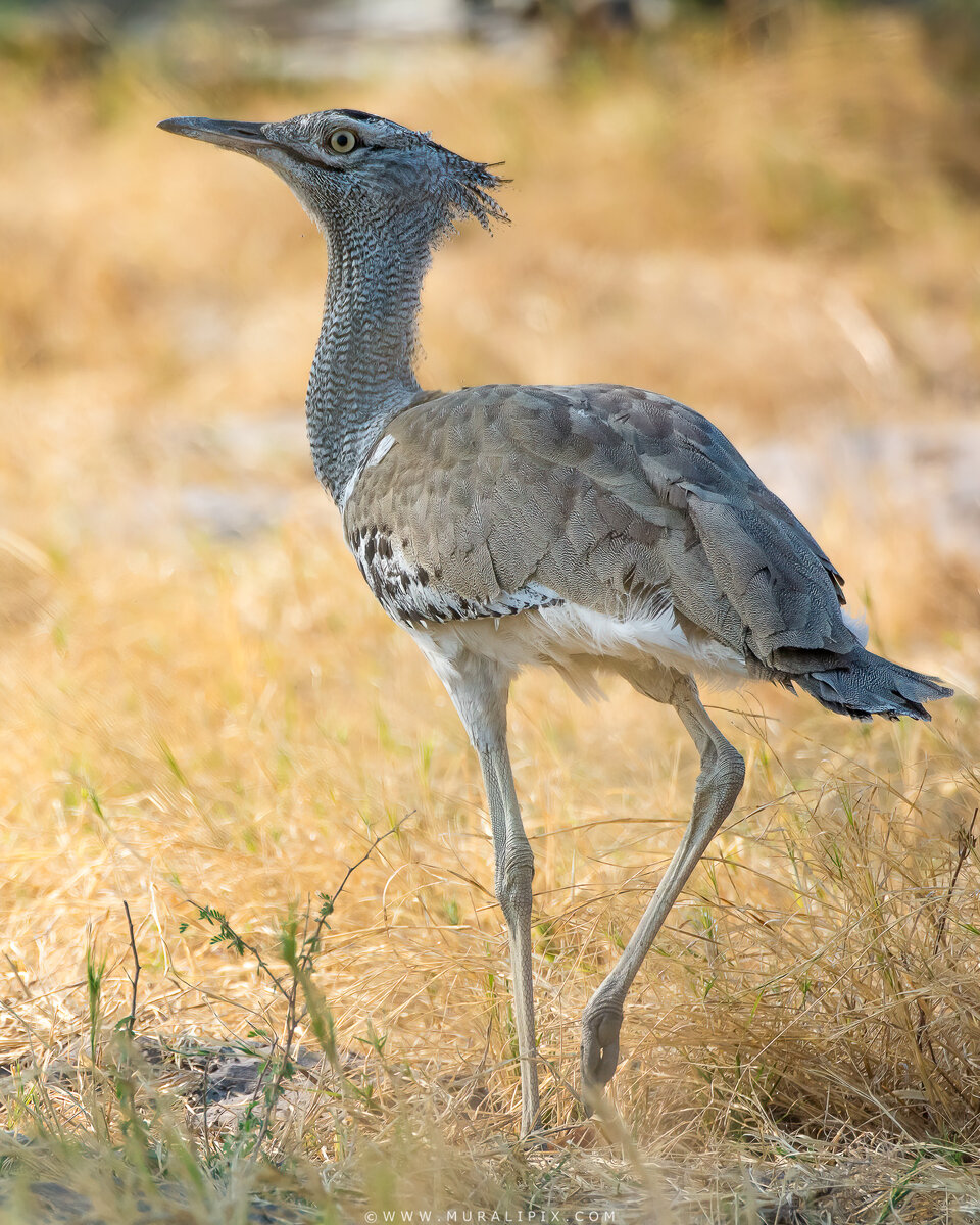 Kori Bustard.jpg