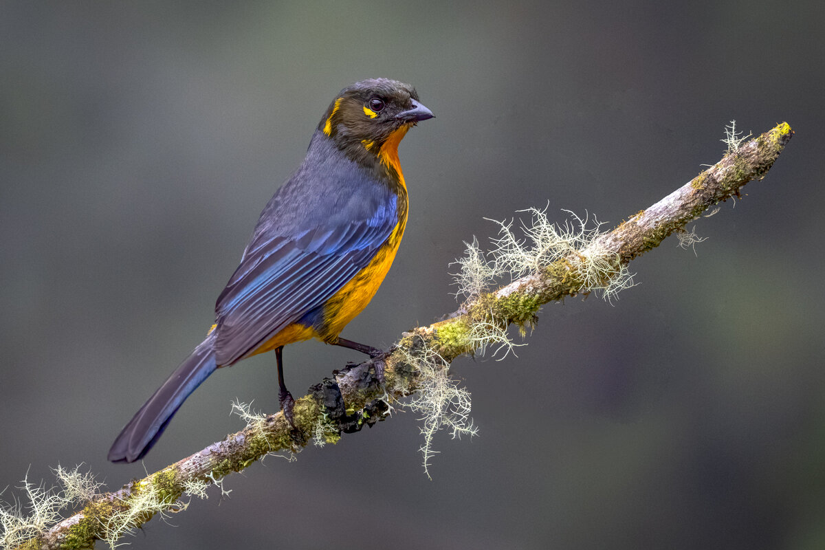 Lacrimose Mountain Tanager-3.jpg