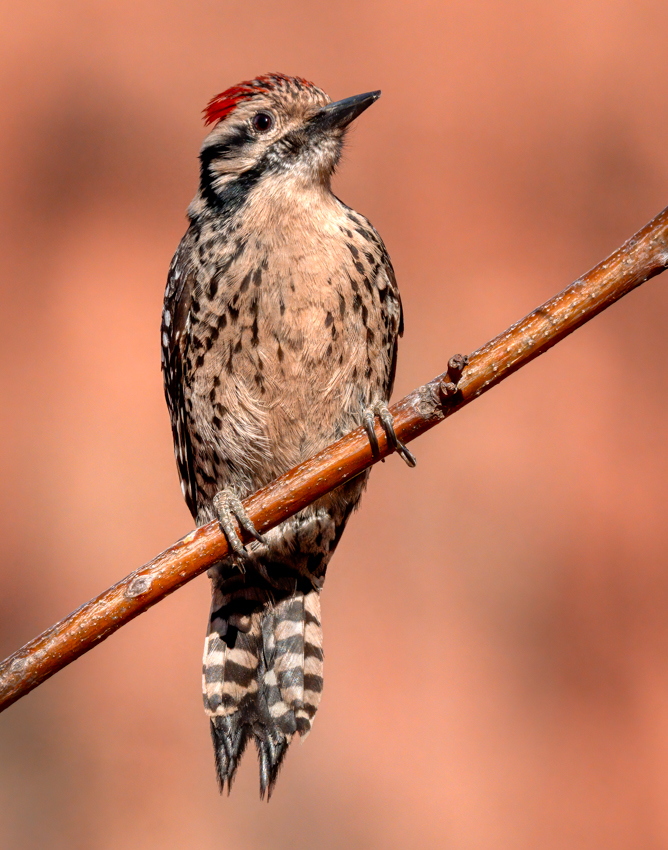 Ladder-backed Woodpecker-01385-Edit.jpg
