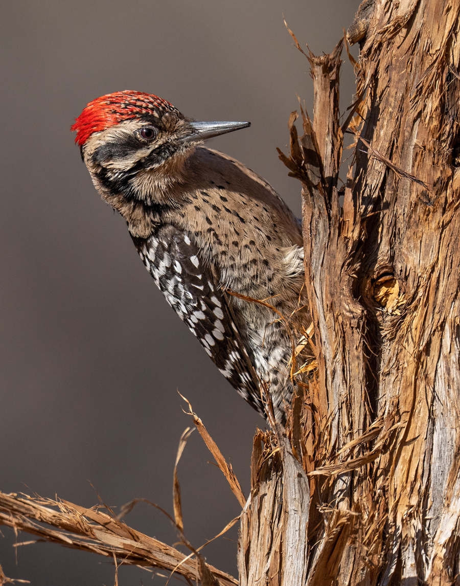 Ladder-backed Woodpecker-03157-Edit.jpg