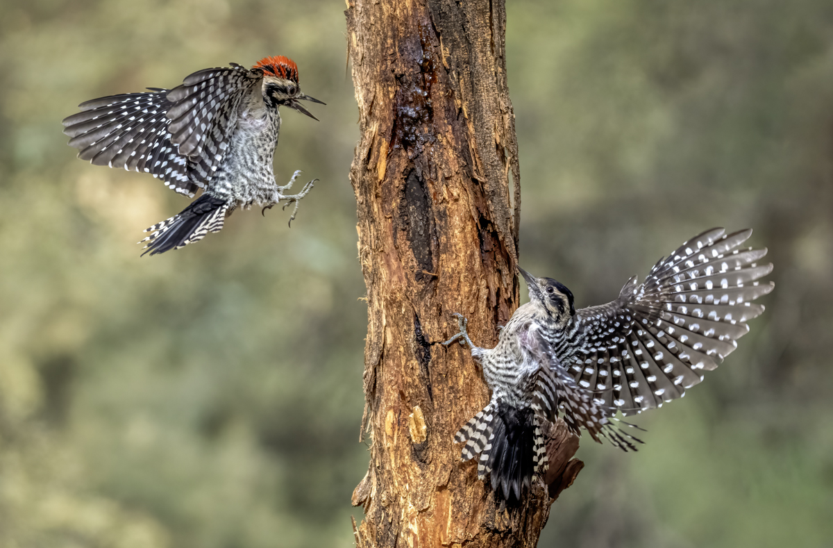  Ladder-backed Woodpecker 8721-Edit.jpg