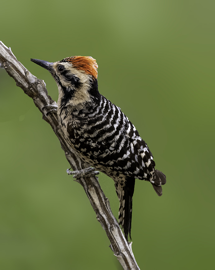 Ladderback Woodpecker.jpg