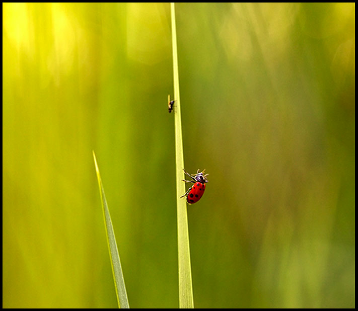 ladybug1.jpg