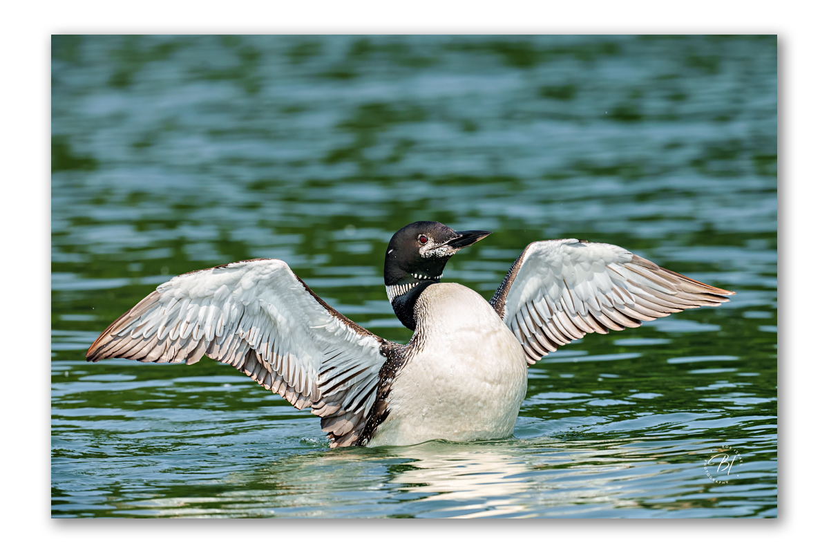 Lake Minnetonka 081924-154-Edit-Edit_1200x800_U_100_BIP 1200.jpg