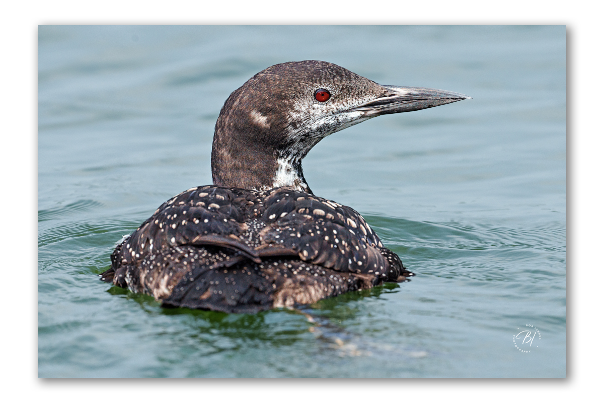 Lake Minnetonka 081924-53-Edit-Edit_1200x800_U_100_BIP 1200.jpg