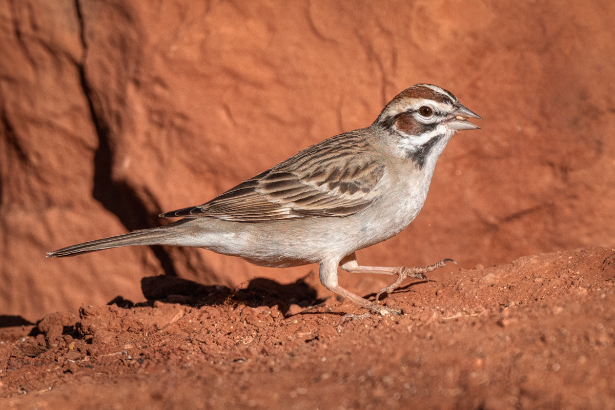 Lark Sparrow-04299-Edit.jpg