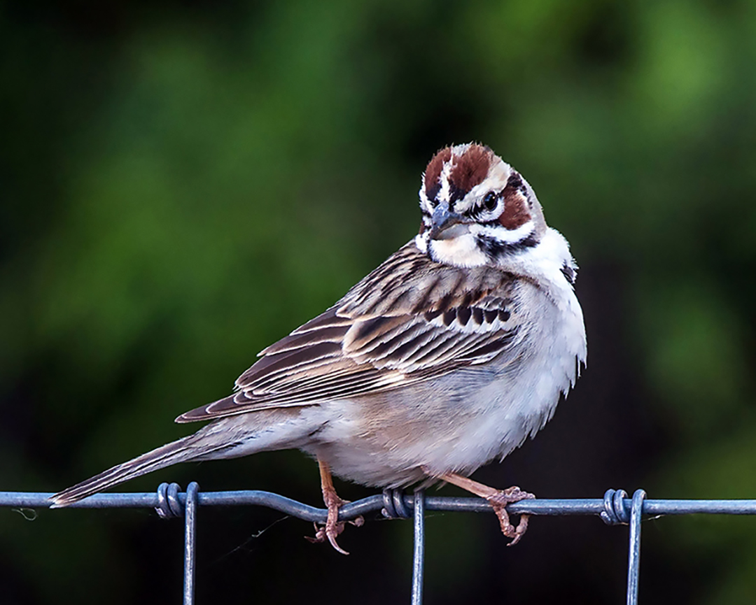 Lark Sparrow (1 of 1).jpg