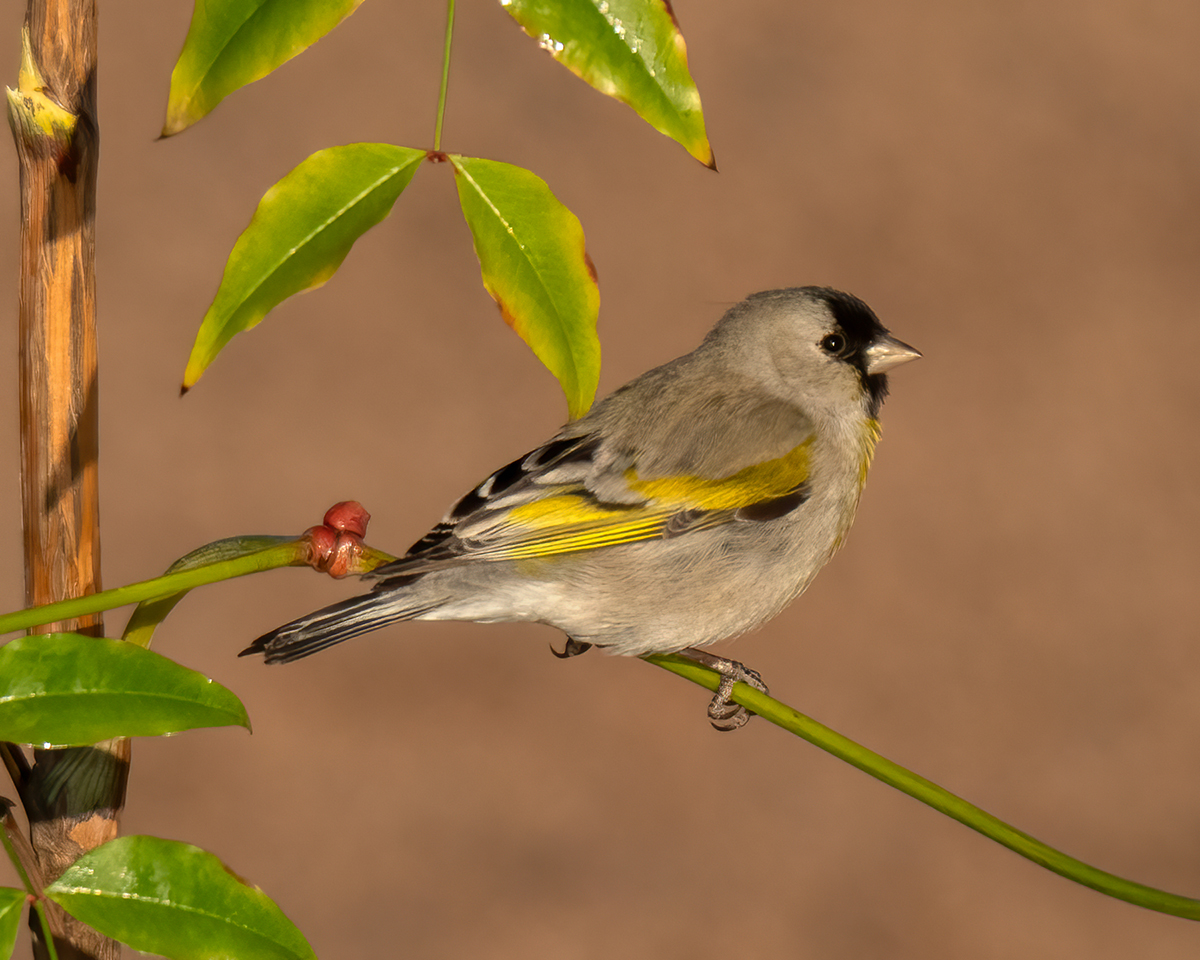 Lawrence's goldfinch-.jpg