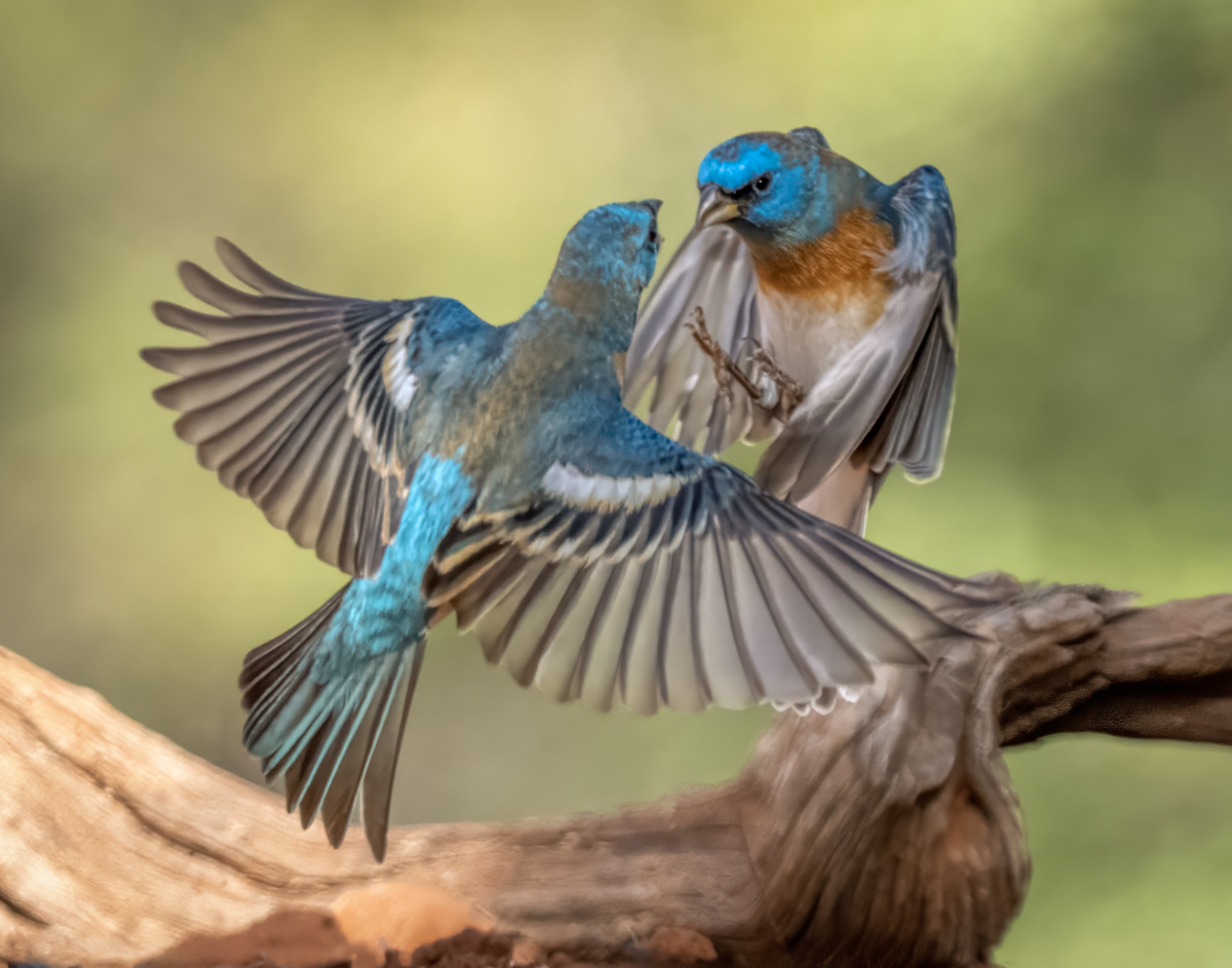 Lazuli bunting-01802-Edit.jpg