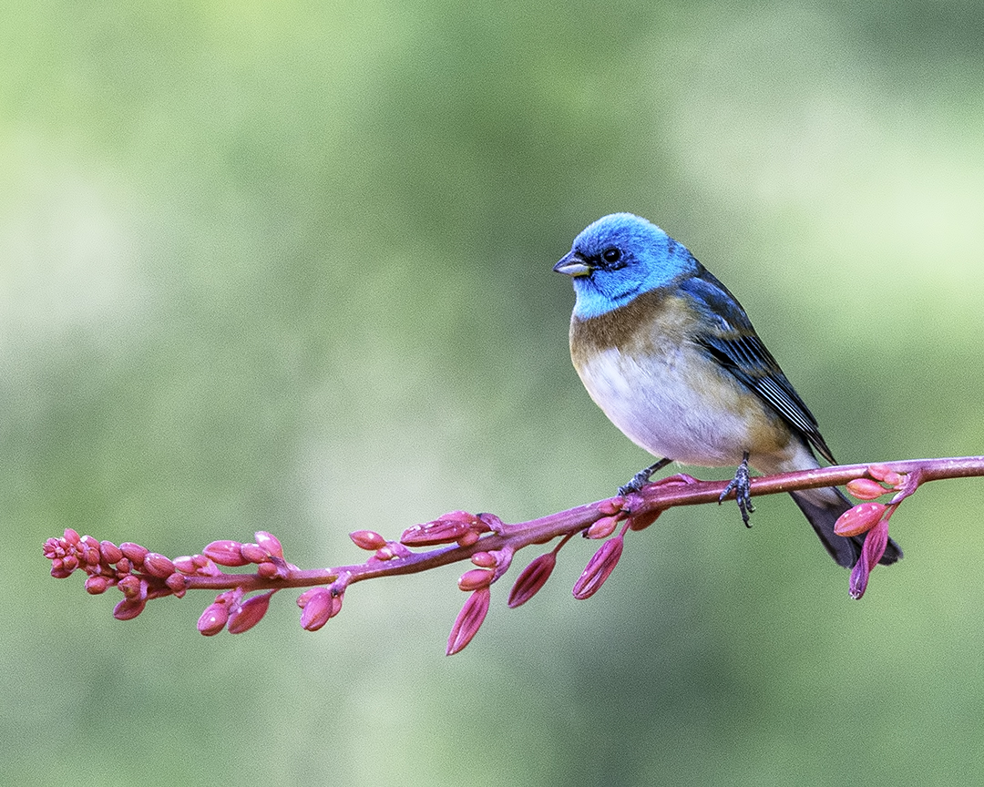 Lazuli Bunting.jpg