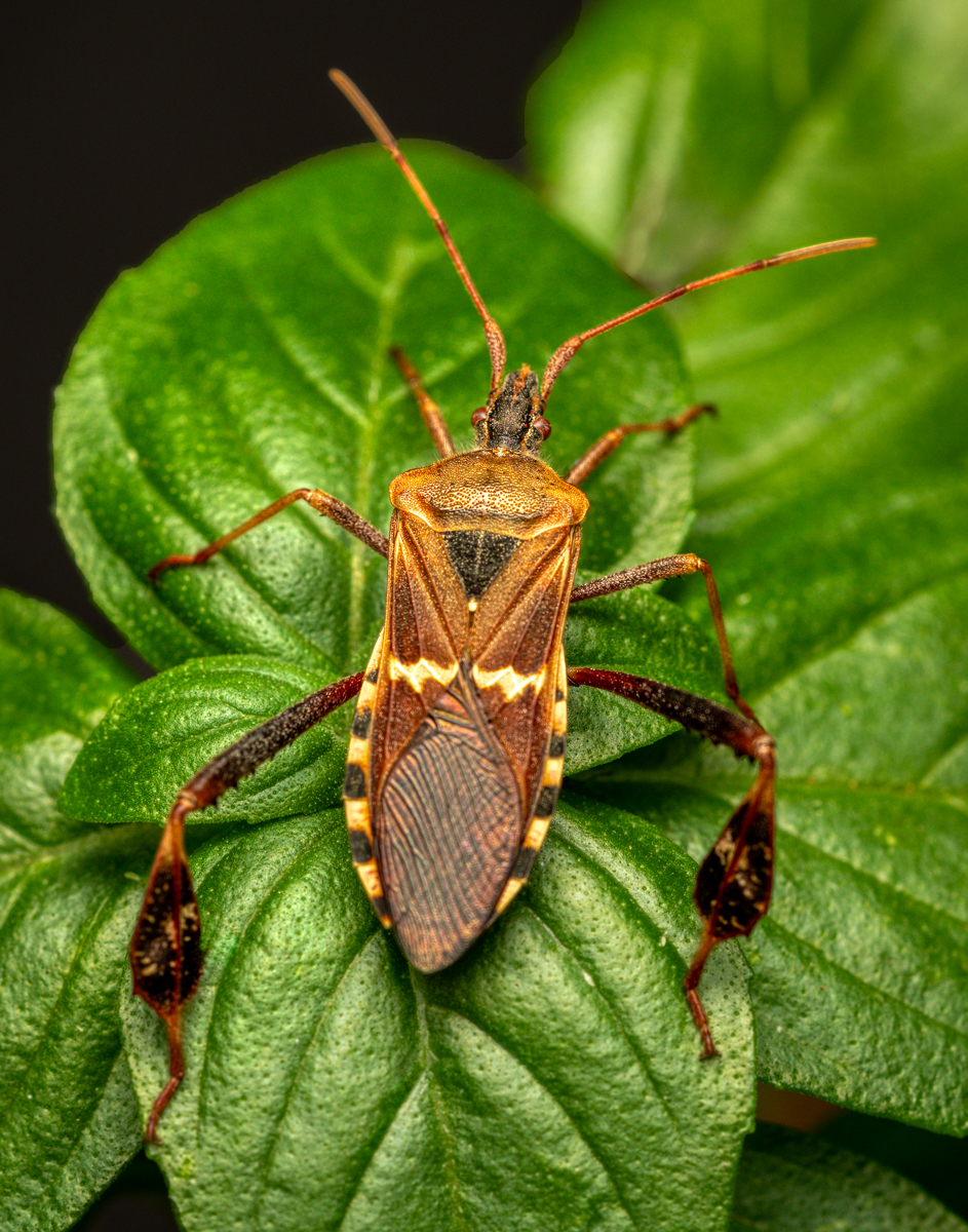 Leaf-footed Bug-1178-Edit.jpg
