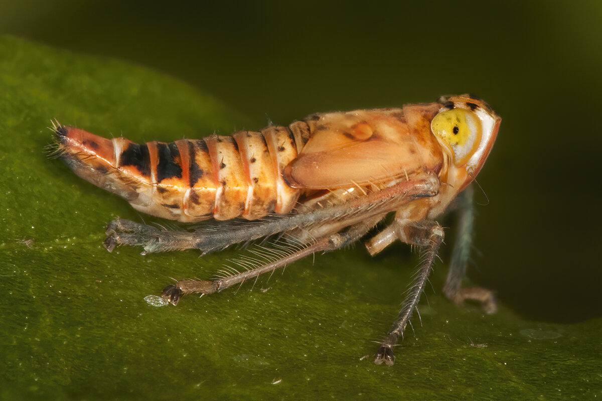 Leafhopper Nymph.jpg