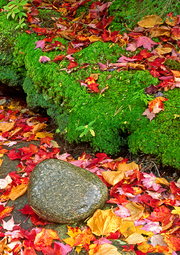 leaves and moss vrt II.jpg