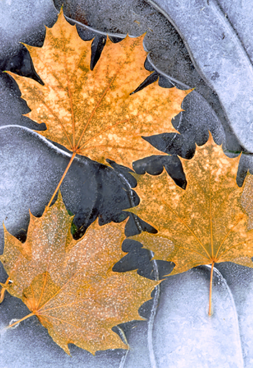 leaves on ice.jpg