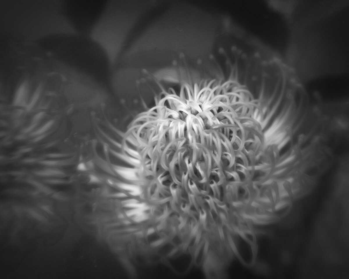Lensbaby---Sugar-Bush---1BW.jpg