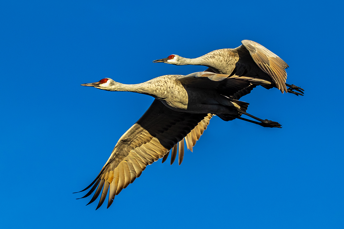 Lesser and Greater Sandhill Cranes.jpg