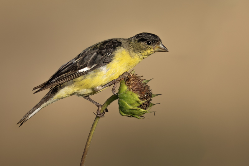 Lesser goldfinch-3208-Edit-Edit.jpg