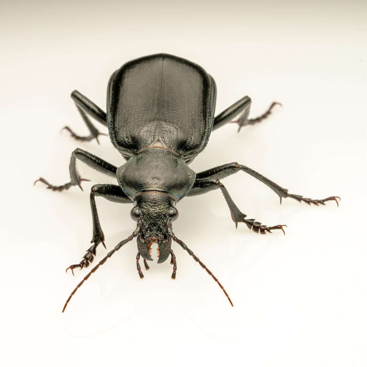 Lesser Searcher Beetle-09332-Edit.jpg
