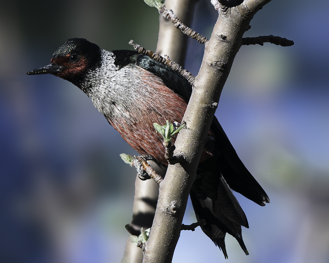 lewis's woodpecker V.jpg