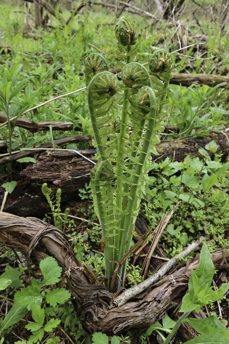 LF Ferns Spring 4 Display.jpg