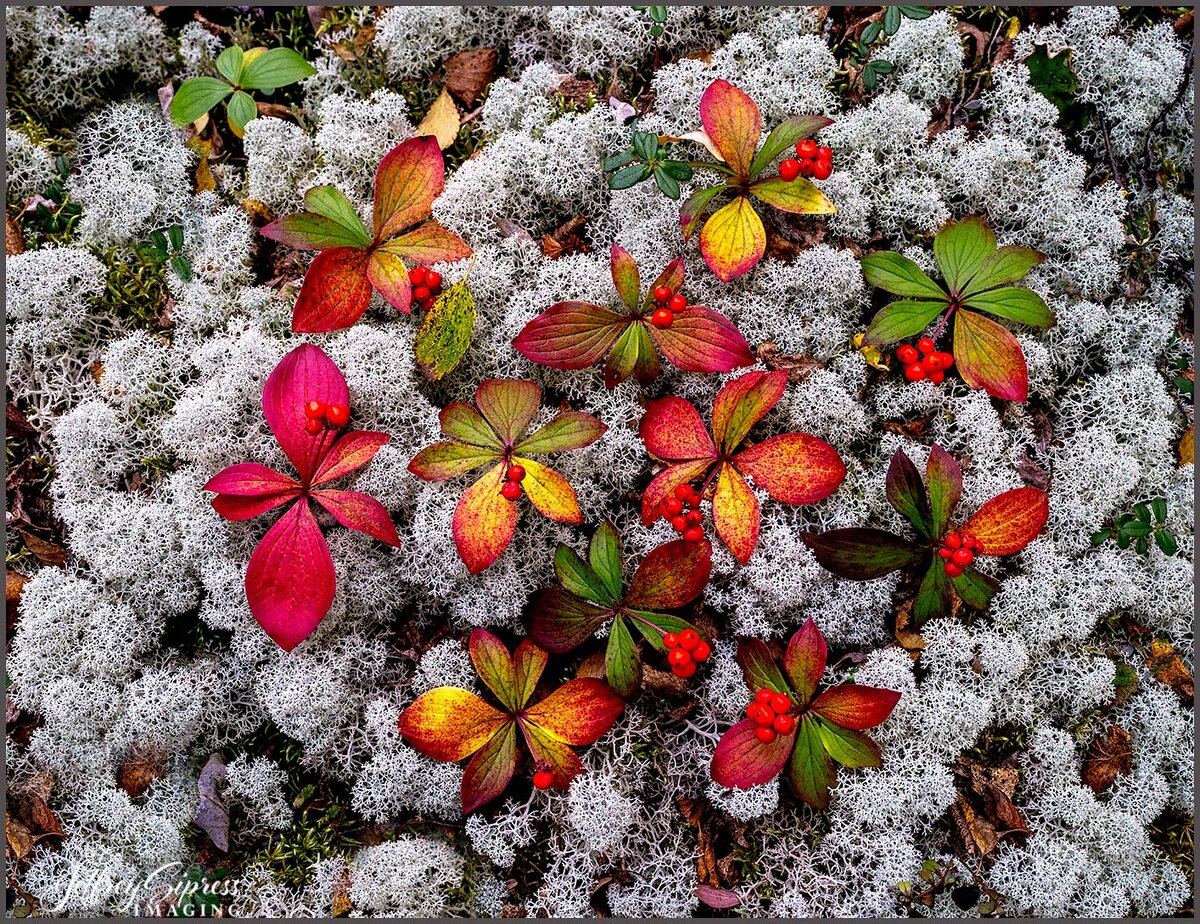 lichendogwood1.jpg