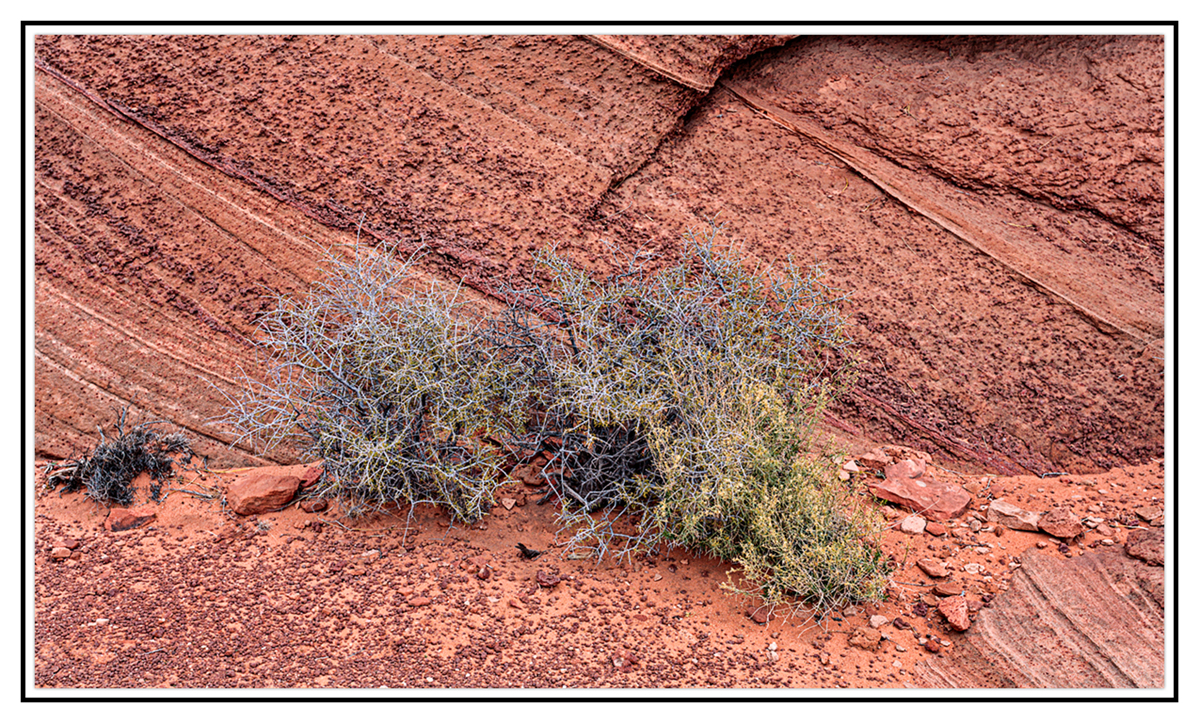 Life on the rocks | Focal World