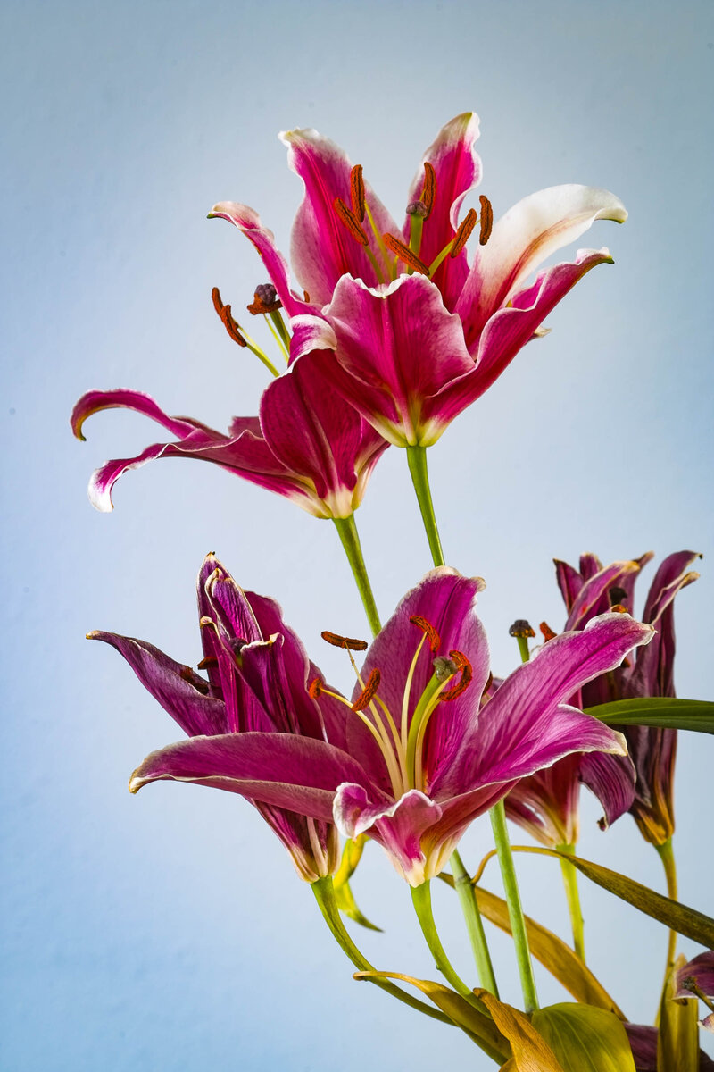 lilies.jpg