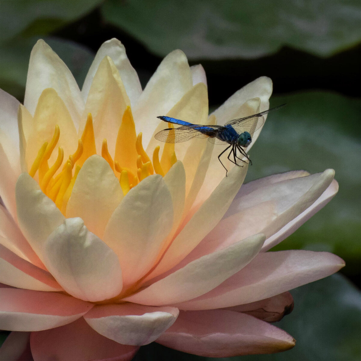 Lily and dragonfly.jpg