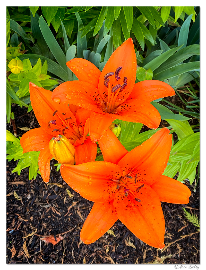 Lily-o.jpg