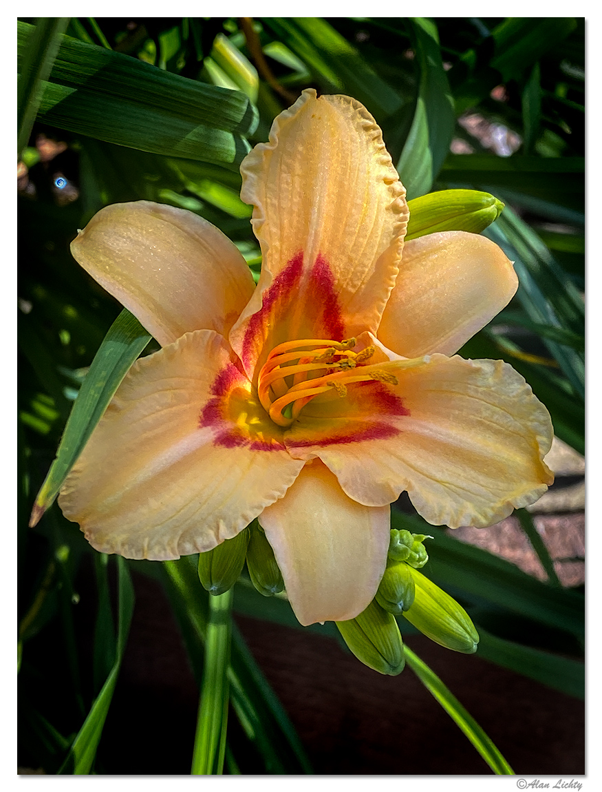 Lily-or.jpg