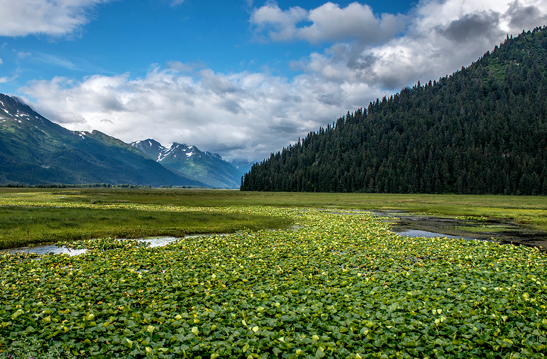 Lily Pad stream (1 of 1).jpg