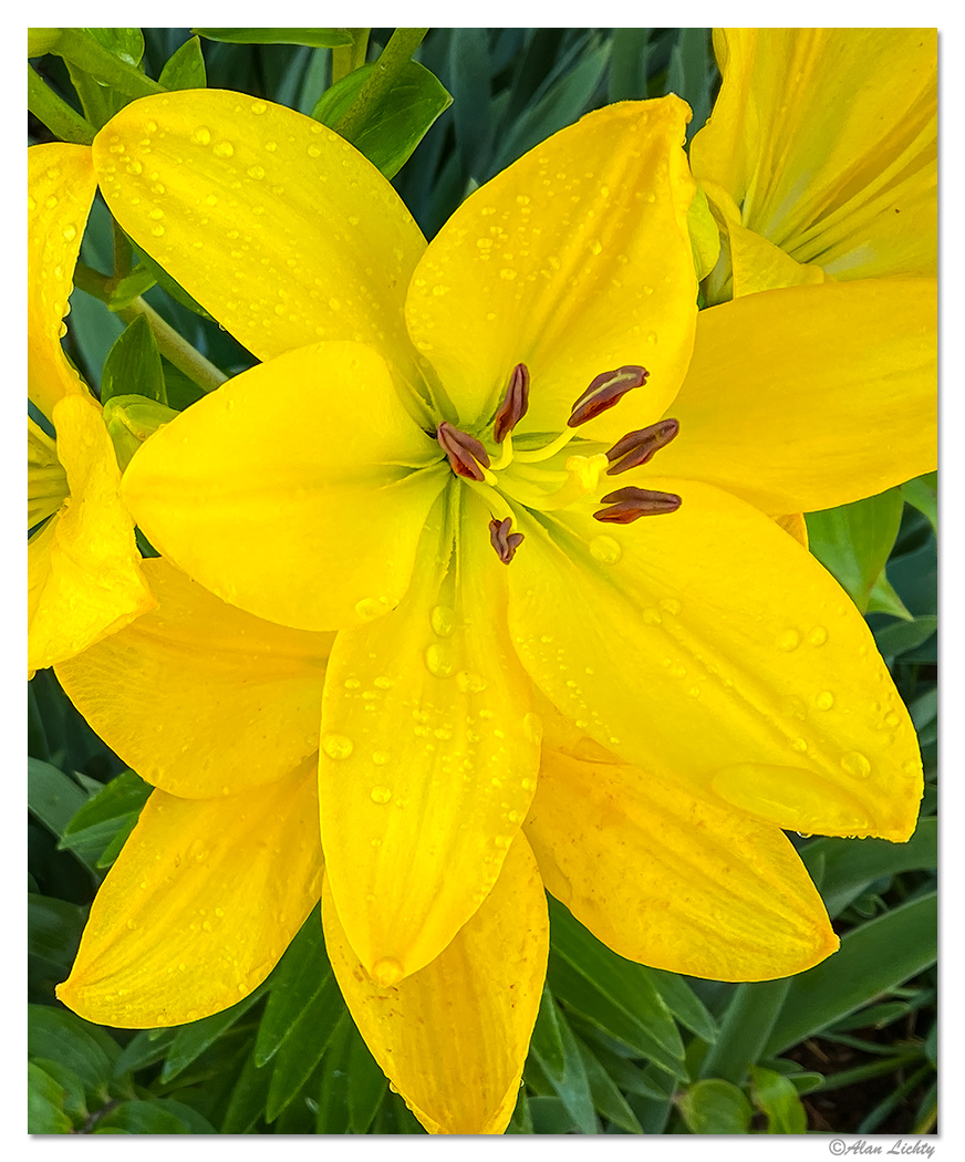 Lily-y.jpg