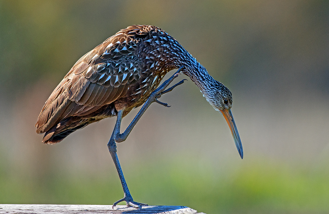 limpkin on railing.jpg