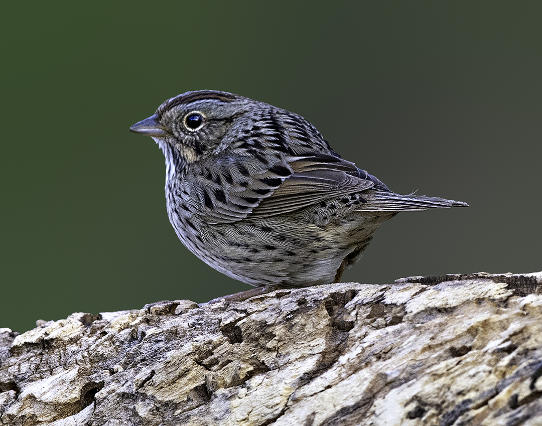 Lincoln Sparrow.jpg