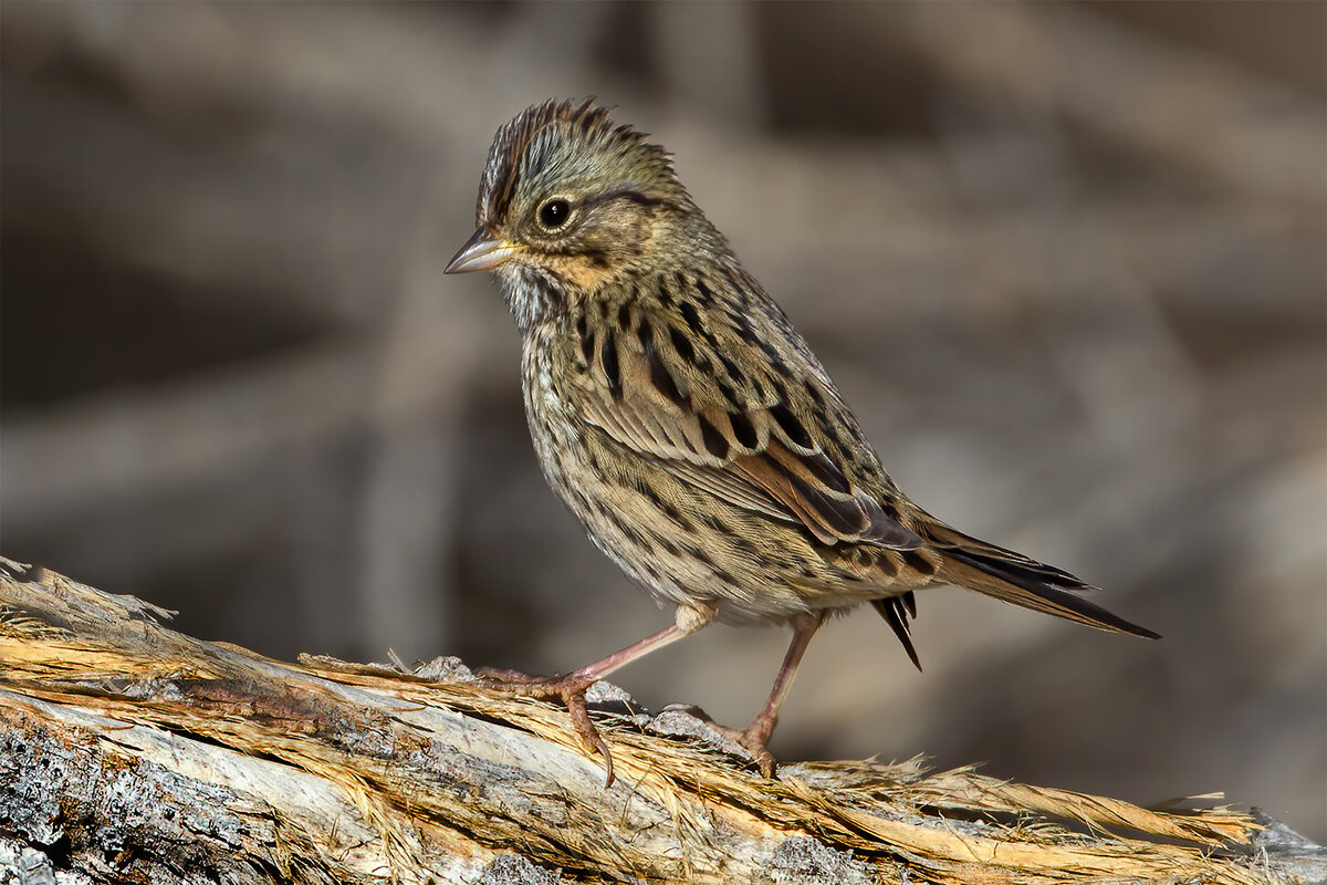 Lincoln Sparrow.jpg